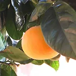Terre Rosse مزرعة للإقامة