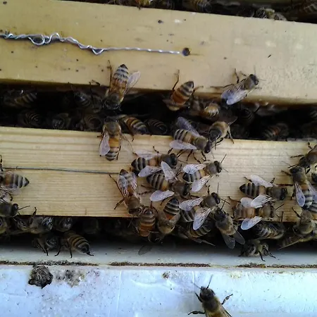 Terre Rosse ファームステイ *