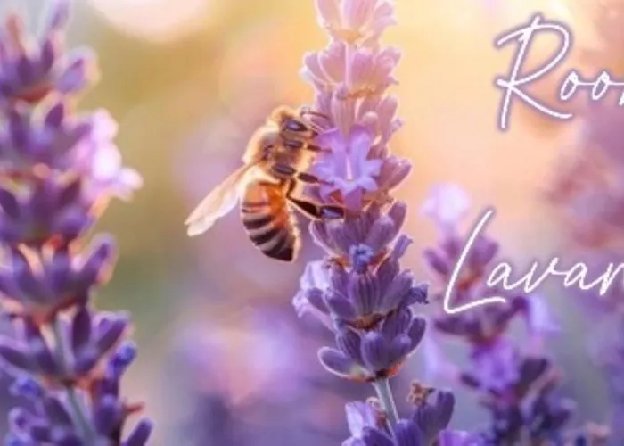 ファームステイ Terre Rosse *